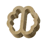 brain