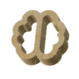 brain