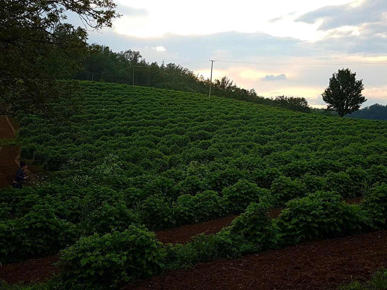 منزل 2+1 مع أرض زراعية في نيس، صربيا