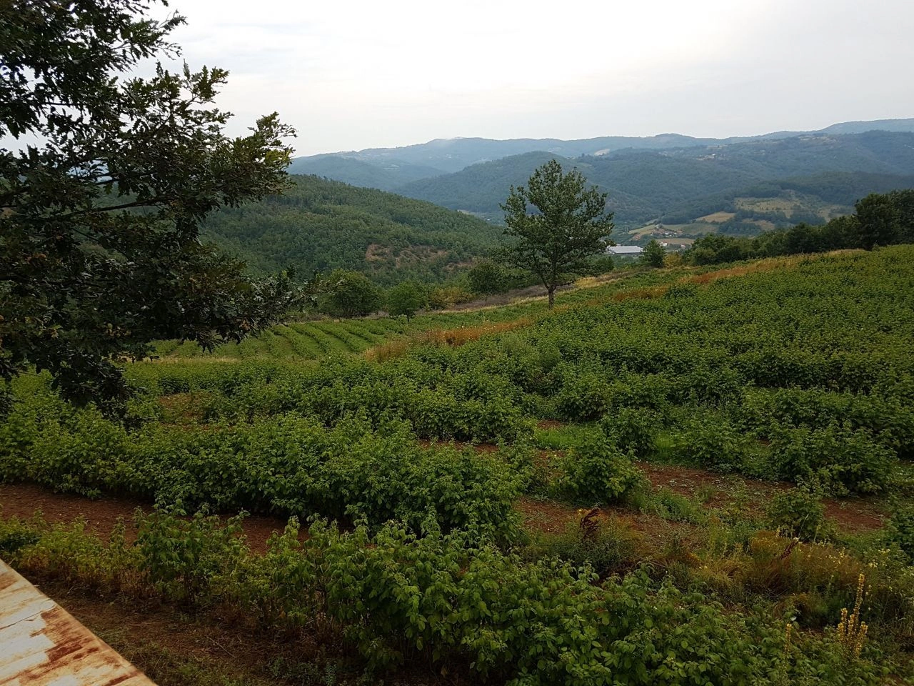 Квартира 2+1 с земельным участком в Нише, Сербия