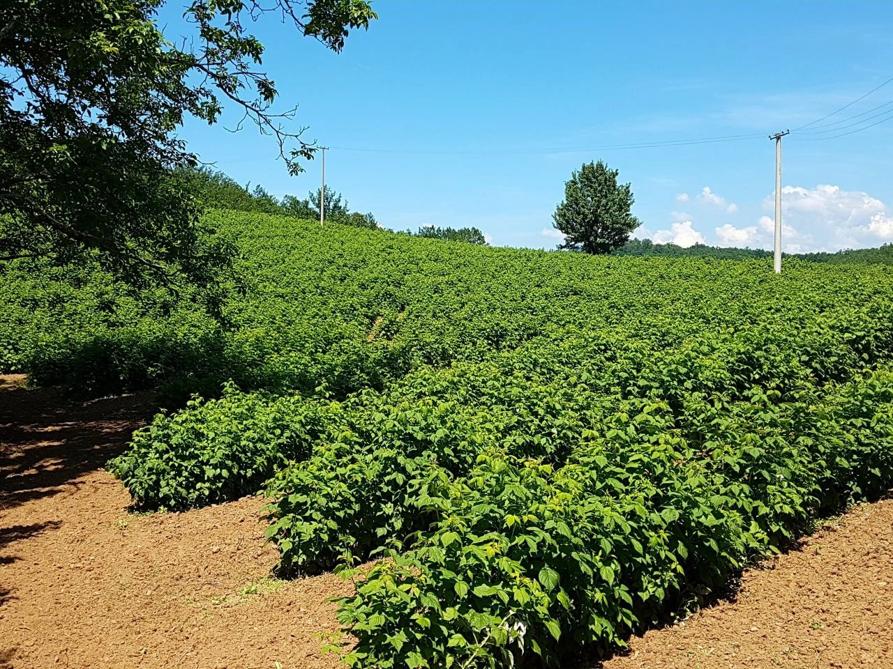 منزل 2+1 مع أرض زراعية في نيس، صربيا