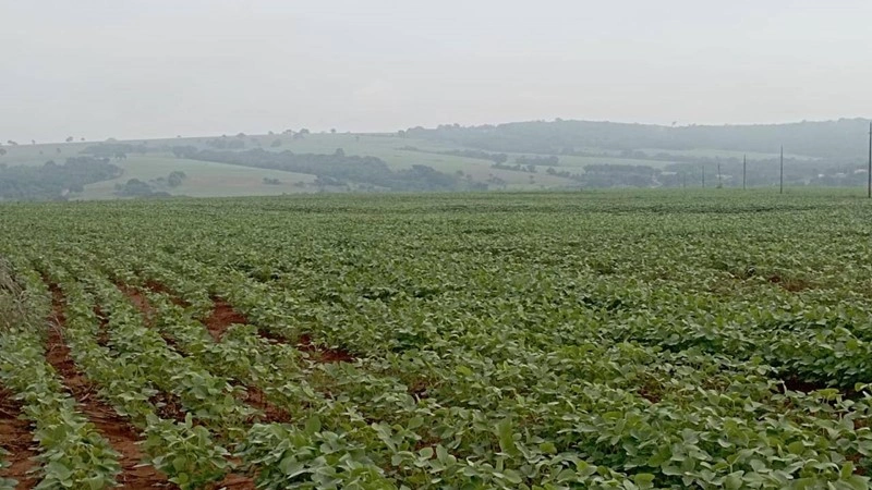 高效农场 / 牧场 / 葡萄园 3000000 m2,位于巴西萨尔瓦多