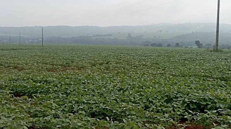 高效农场 / 牧场 / 葡萄园 3000000 m2,位于巴西萨尔瓦多