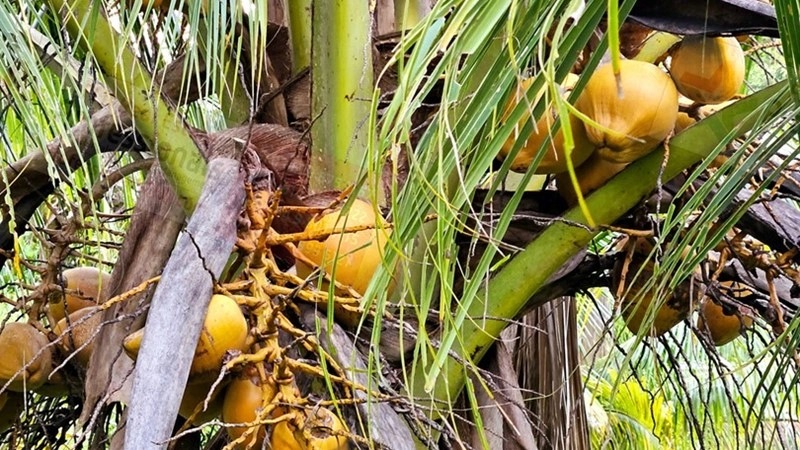 功能性农场/牧场/葡萄园 2069 m2,位于斐济Savusavu