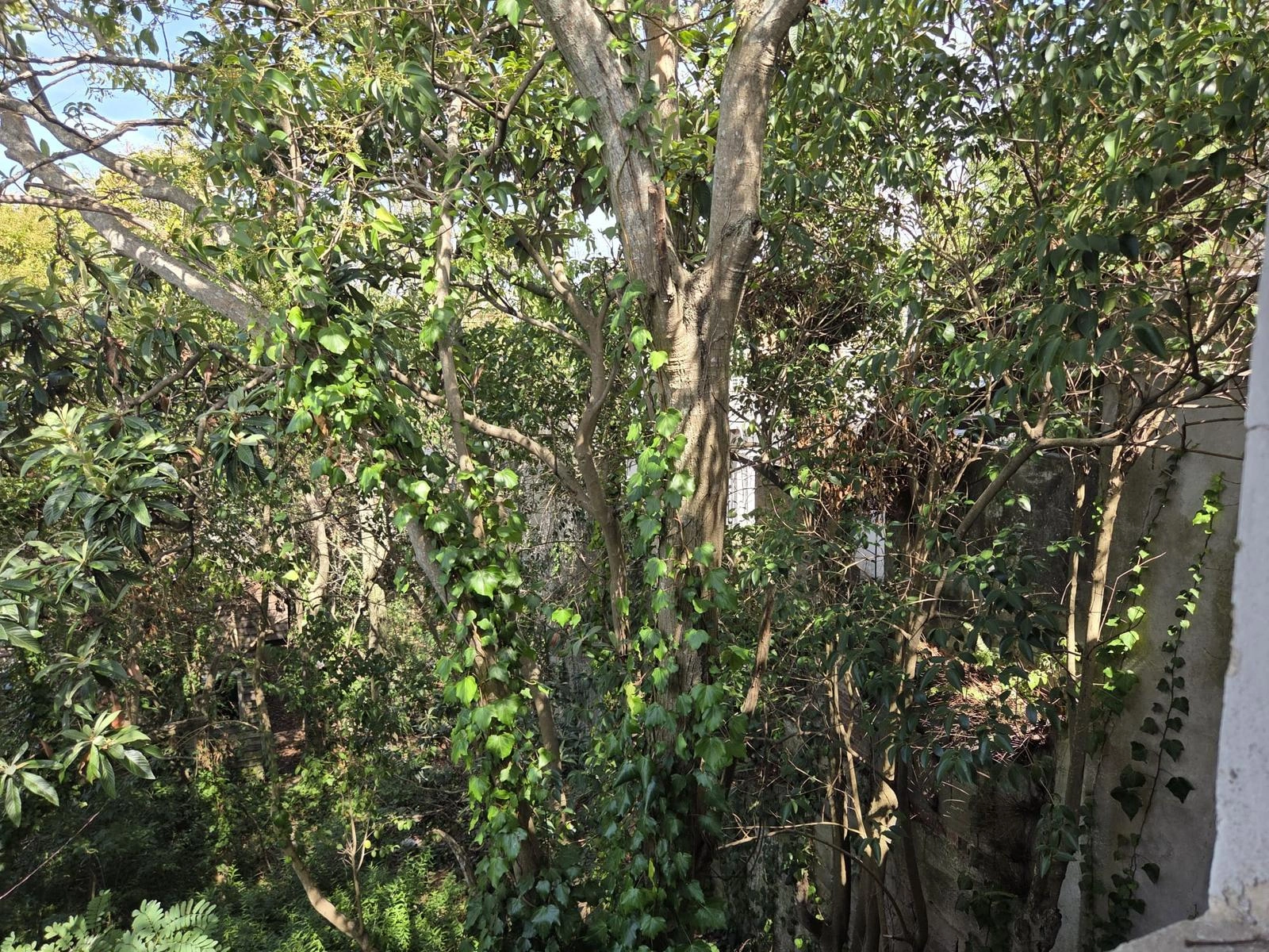 乌拉圭蒙得维的亚 543 m² 土地