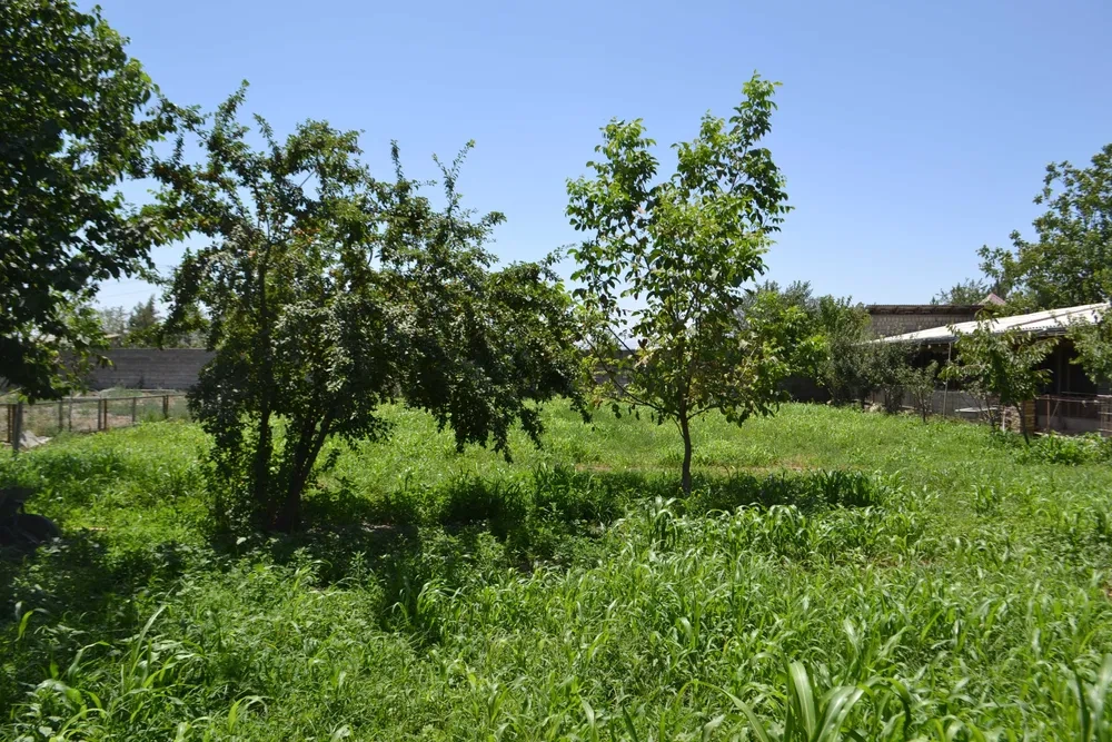 撒马尔罕(乌兹别克斯坦)1700 m² 地块