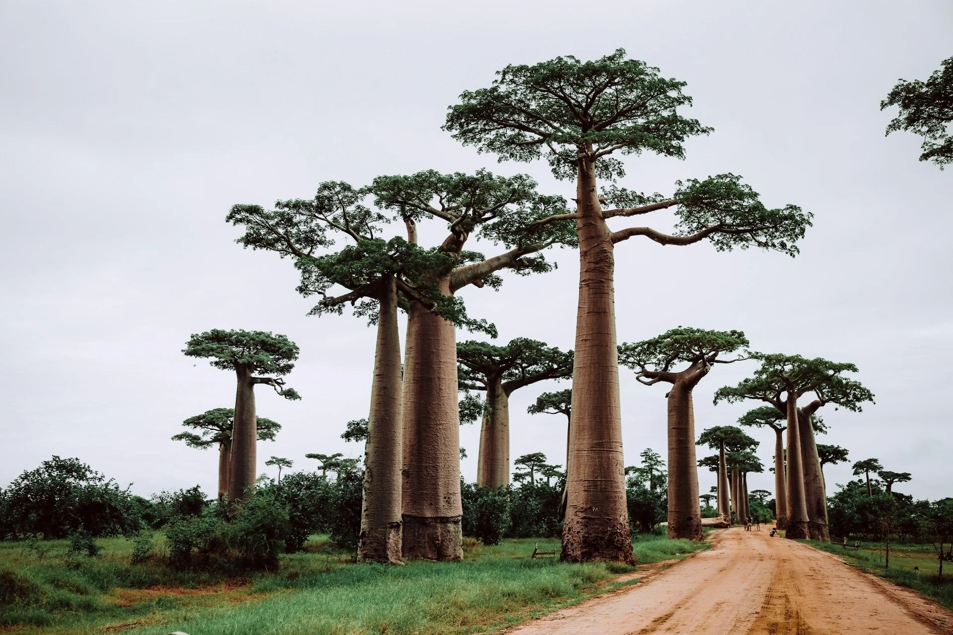 Kaufen Sie Eigentumswohnung oder -haus direkt vom Eigentümer in Madagaskar – Keine Maklergebühren | VelesClub Int.