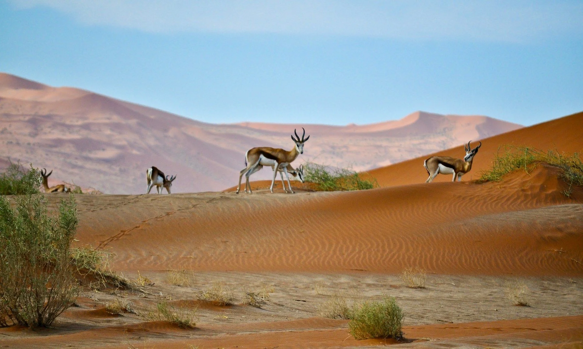 Adquiere viviendas de segunda mano en Namibia – Sin comisiones | VelesClub Int.
