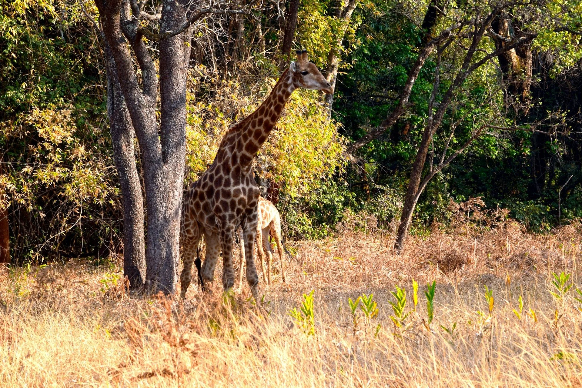 在Ndola投资增长市场 | VelesClub Int.
