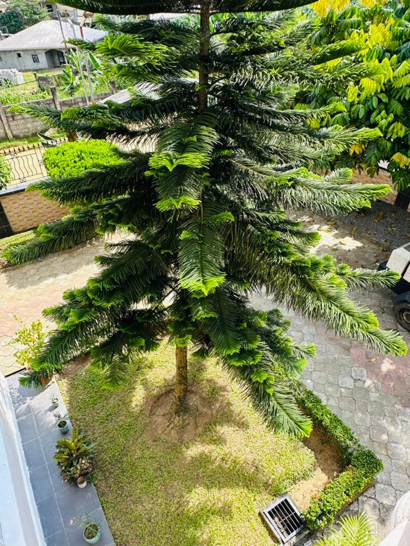 杜阿拉(喀麦隆)800 m2 带车位住宅