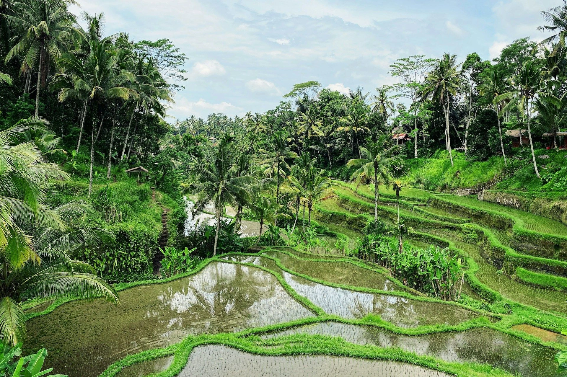 image city Ubud