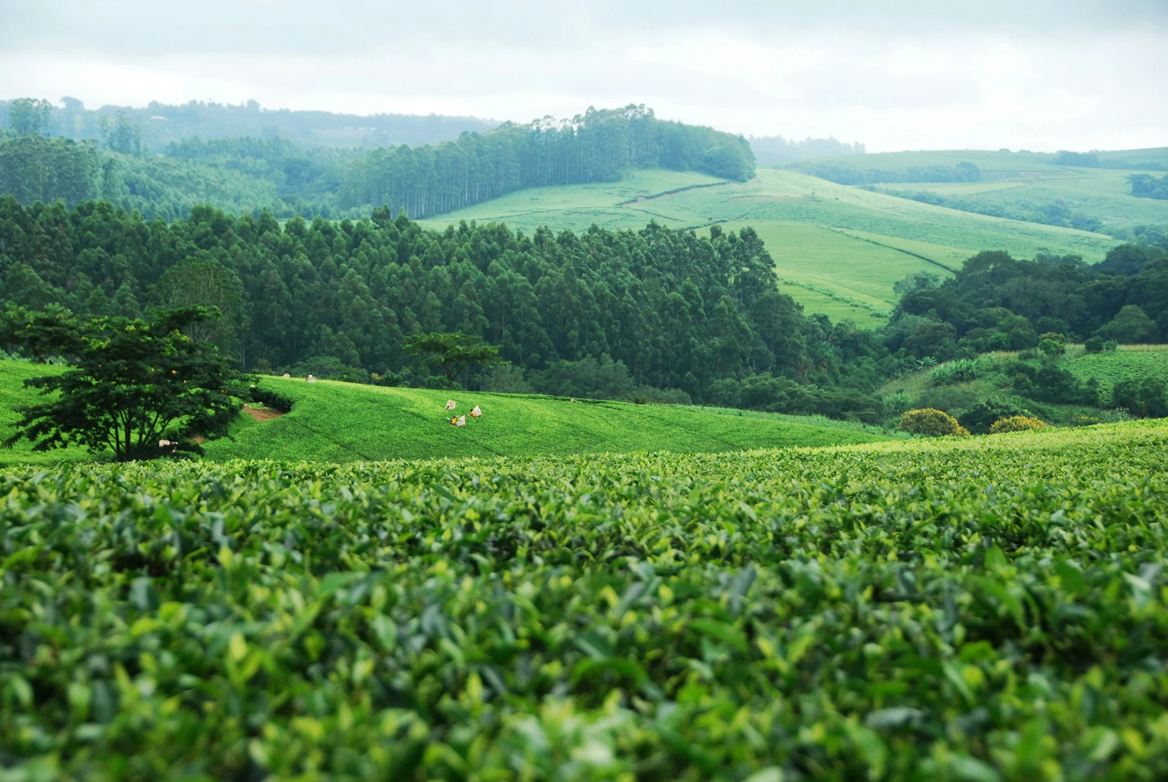Property for Investment in Malawi – Real Estate for Expats | VelesClub Int.