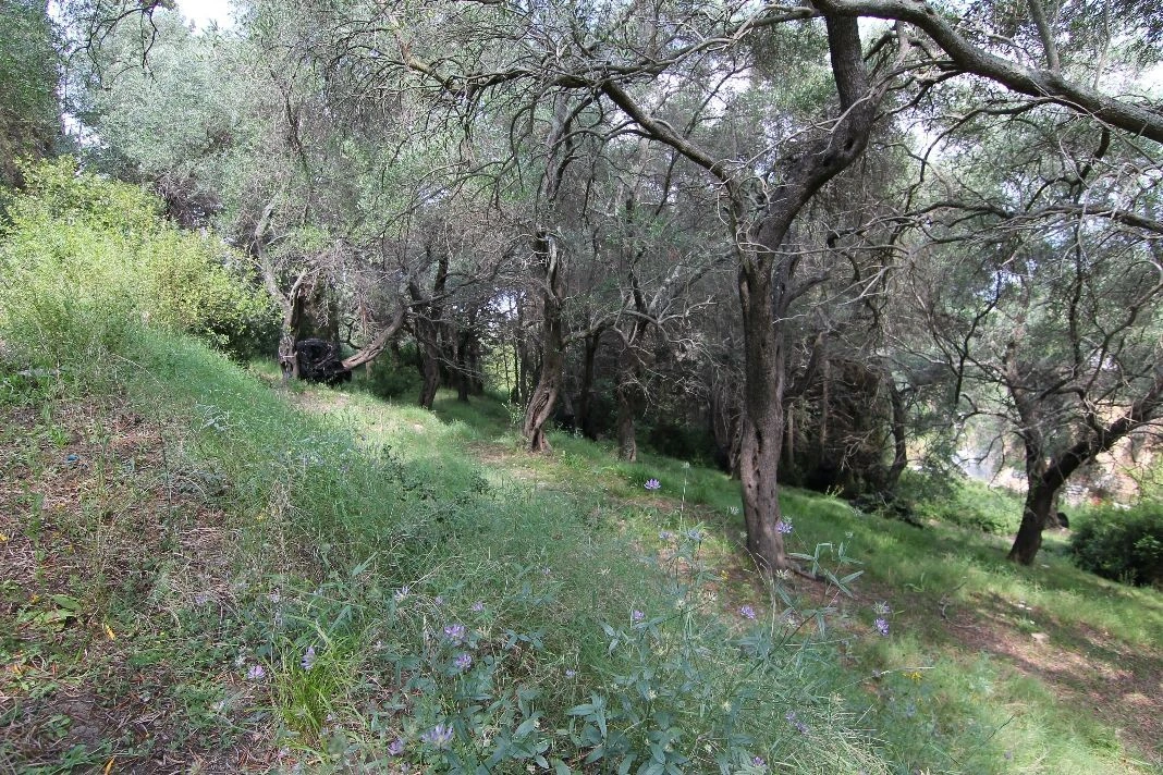 Terrain à Corfou, 4200 m²