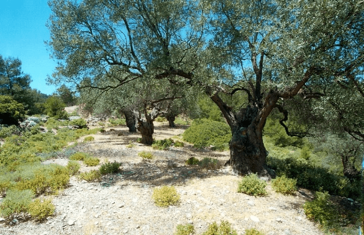Offer from the company Grekhom